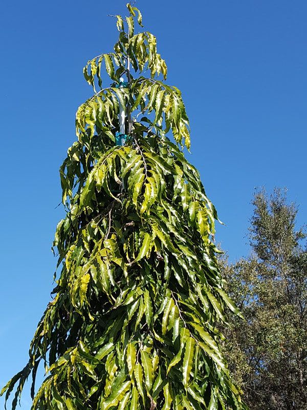 Ashoka Tree Medicinal Herb Plant (Polyalthia longifolia, Arana Maram) Live Medicinal Plant, Pack of 1