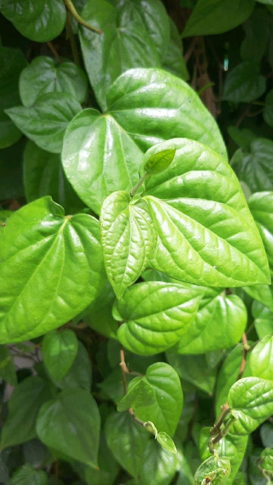 Betel Leaf/Vetta Medicinal Herb Plant/Piper betle Live Medicinal Plant, Pack of 1