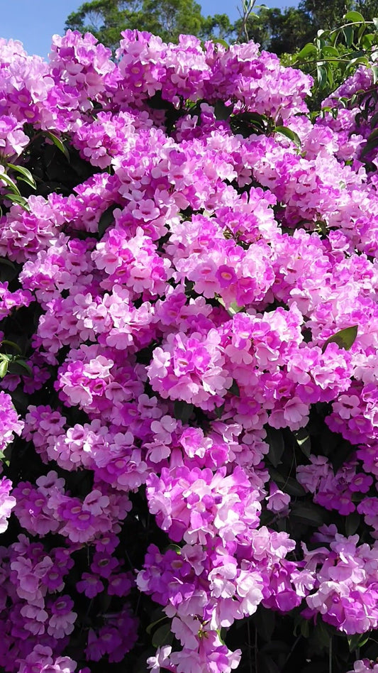 Creeper Vine Flowering Plants Combo Pack of 4 (Rangoon Creeper, Garlic Vine, Bridal Bouquet & Manimulla)
