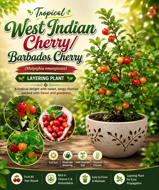 West Indian Cherry/Barbados Cherry Malpighia emarginata Tropical Fruit Layering Plant