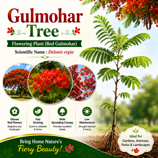 Gulmohar Flowering Plant (Red Gulmohar, Hybrid) Ornamental Plant, Pack of 1