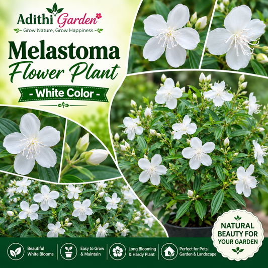 Melastoma Flower Plant - White