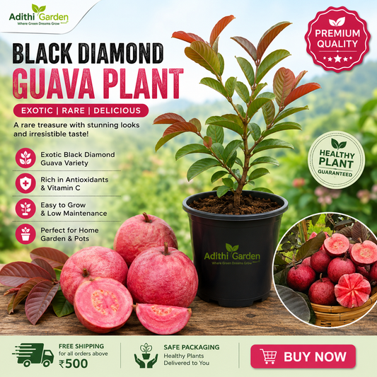 Guava -Black Diamond Guava - Fruit Plant