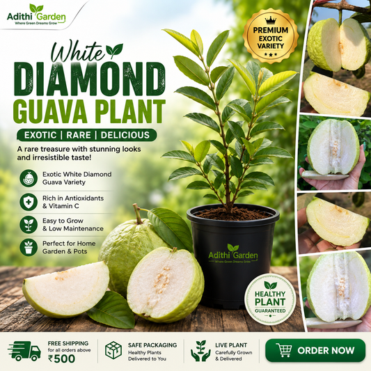 Guava - White Diamond Guava- Fruit Plant