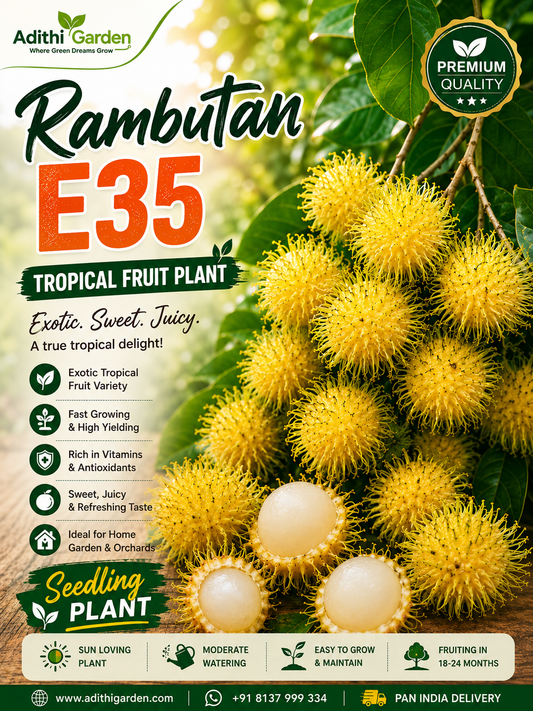 Rambutan - E35 - Tropical Fruit Plant