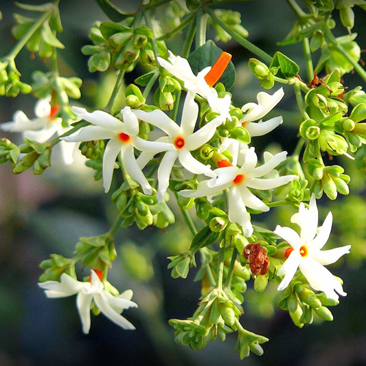 Coral Jasmine /Nyctanthes arbor-tristis Flower Plant - White