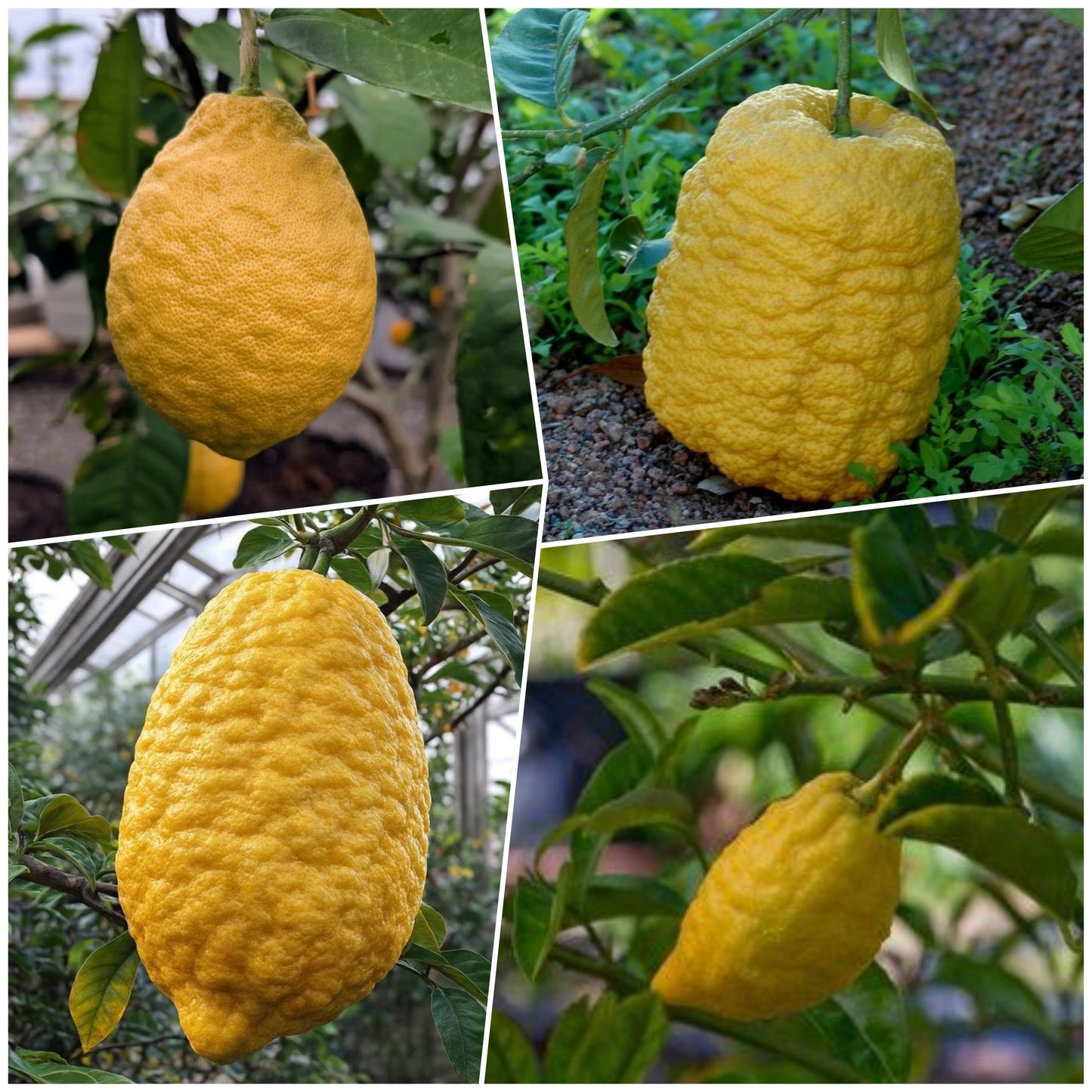Etrog Citron / Ganapathy Lemon Layering Plant | Citrus medica | Pack of 1
