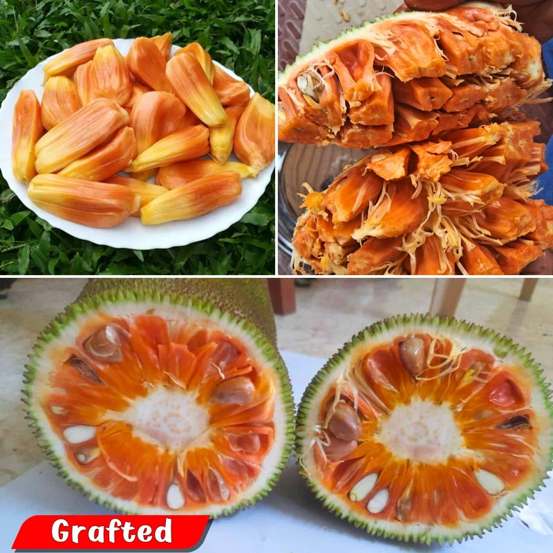 Jackfruit - Sindoor Jack - Fruit Plant