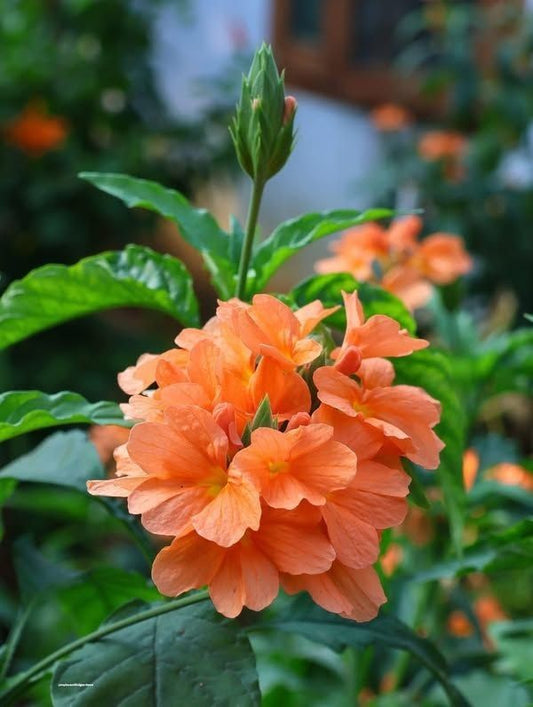 Flowering Plants Combo Pack of 4 (Tecoma Red, Fire Cracker, Hydrangea & Azalea)