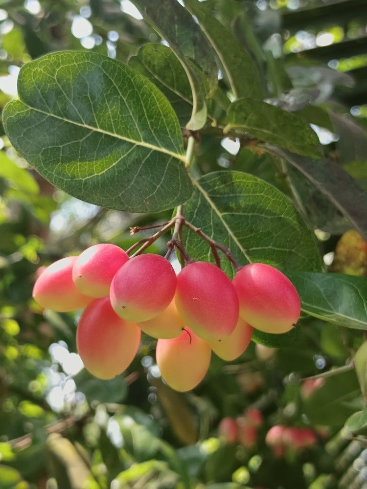 Karonda Cherry / (Carissa carandas) Tropical Fruit Plant
