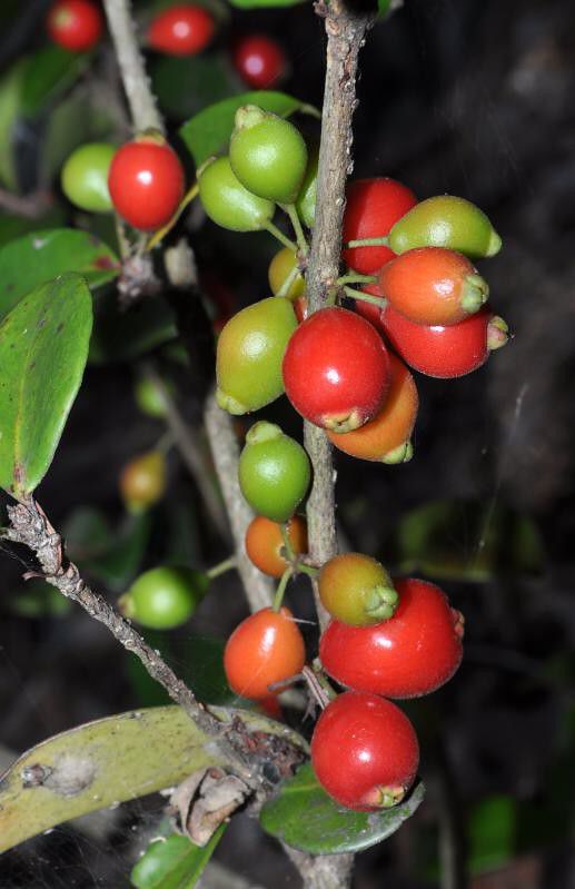 Tropical Cedar Bay Cherry Fruit Plant (Eugenia reinwardtiana) |