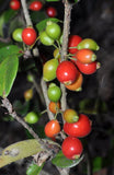 Tropical Cedar Bay Cherry Fruit Plant (Eugenia reinwardtiana) |