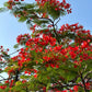 Gulmohar Flowering Plant (Red Gulmohar, Hybrid) Ornamental Plant, Pack of 1