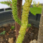 Mulberry - Long Yellow - Fruit Plant