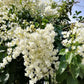 Manimulla Jasmine Creeper Live Plant (Porana Paniculata) | White Flowering Christmas Jasmine Vine