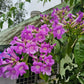 Creeper Vine Flowering Plants Combo Pack of 4 (Rangoon Creeper, Garlic Vine, Bridal Bouquet & Manimulla)