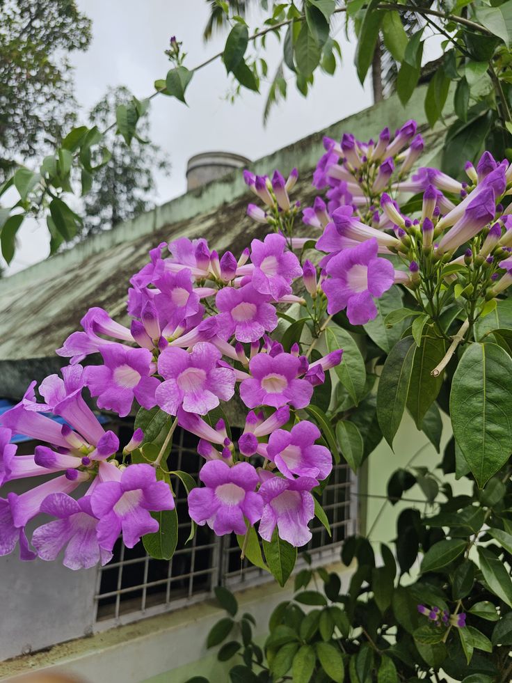 Creeper Vine Flowering Plants Combo Pack of 4 (Rangoon Creeper, Garlic Vine, Bridal Bouquet & Manimulla)