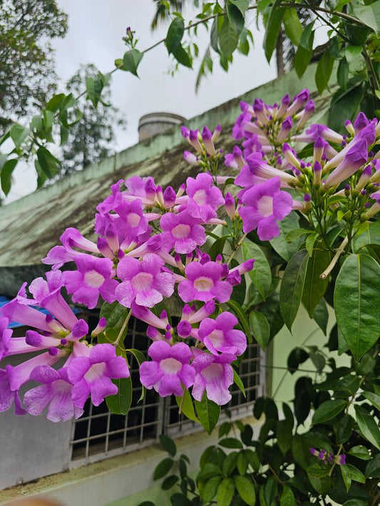 Flowering Plants Combo Pack of 4 (Fire Cracker, Son Champa, Hydrangea & Garlic Vine)