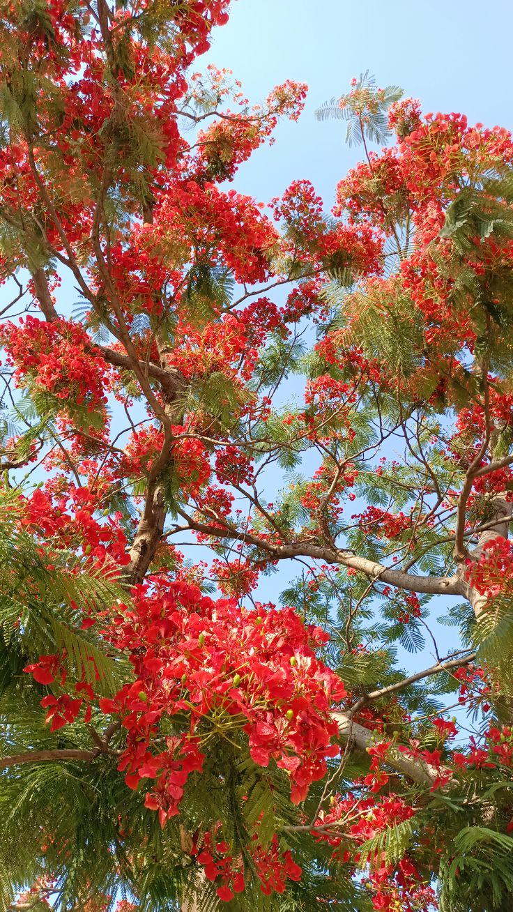 Gulmohar Flowering Plant (Red Gulmohar, Hybrid) Ornamental Plant, Pack of 1