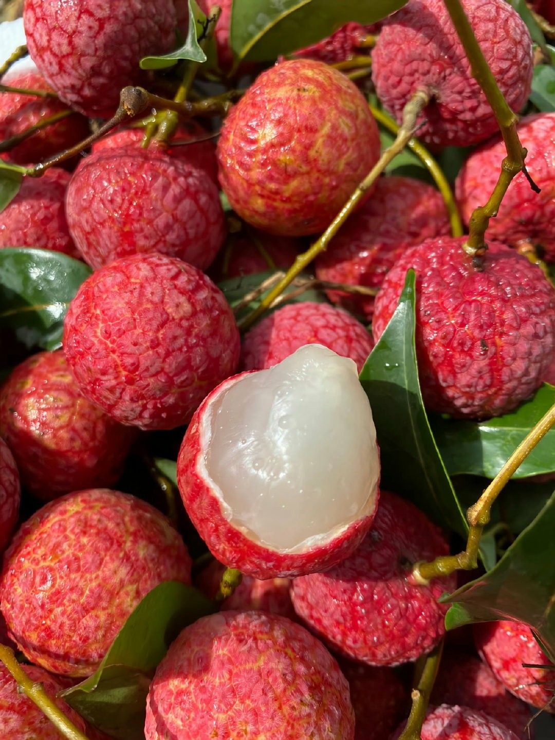 Lychee Fruit Plant /Litchi chinensis