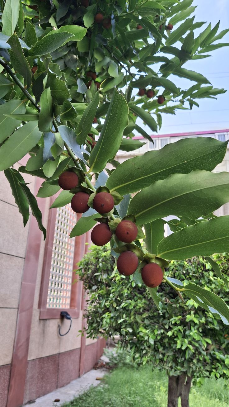 Velvet Apple (Diospyros blancoi) Live Tropical Fruit Plant | Mabolo Tree Seedling