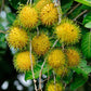 Rambutan - E35 - Tropical Fruit Plant