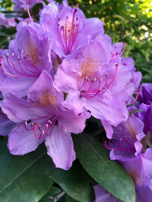 Azalea Flower Plant - Purple