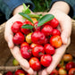 West Indian Cherry/Barbados Cherry Malpighia emarginata  Tropical  Fruit Layering Plant
