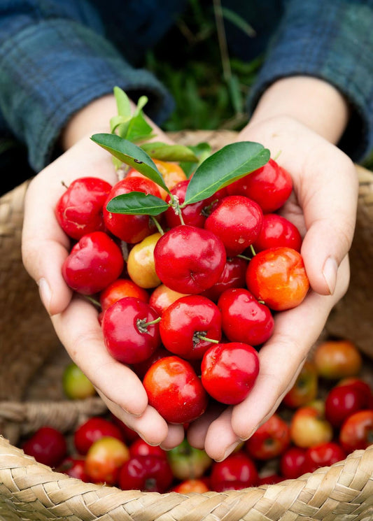 West Indian Cherry/Barbados Cherry Malpighia emarginata  Tropical  Fruit Layering Plant