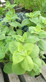 Panikoorka Medicinal Herb Plant/Plectranthus barbatus Live Medicinal Plant, Pack of 1