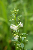 Stone Breaker/Kallurukki Medicinal Herb Plant (Scoparia dulcis, Hybrid) Live Medicinal Plant, Pack of 1