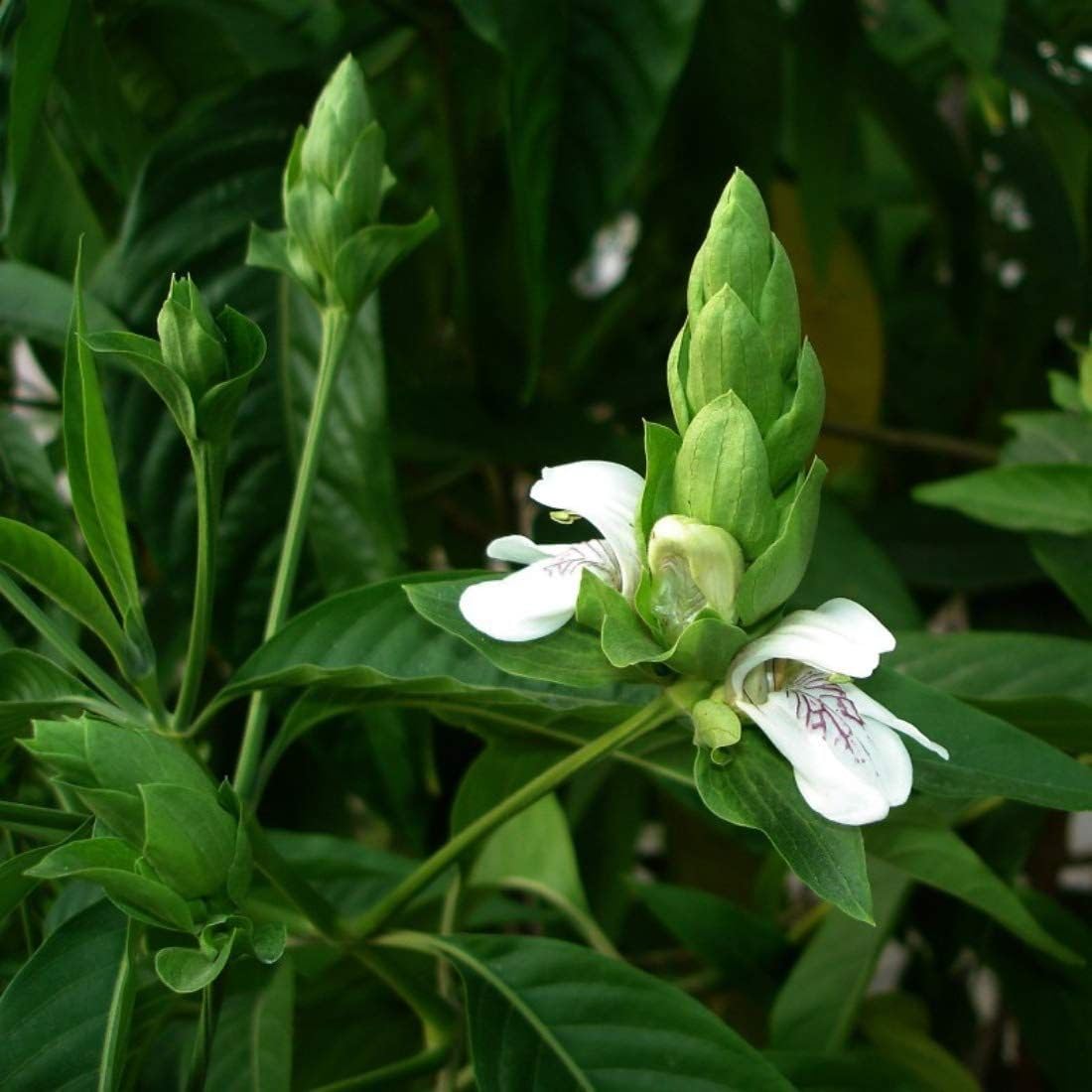 Adalodakam Medicinal Herb Plant (Justicia adhatoda, Malabar nut) Live Medicinal Plant, Pack of 1