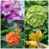 Flowering Plants Combo Pack of 4 (Fire Cracker, Son Champa, Hydrangea & Garlic Vine)