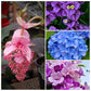 Flowering Plants Combo Pack of 4 (Medinilla, Bougainvillea, Hydrangea & Garlic Vine)