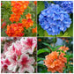 Flowering Plants Combo Pack of 4 (Tecoma Red, Fire Cracker, Hydrangea & Azalea)