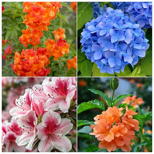 Flowering Plants Combo Pack of 4 (Tecoma Red, Fire Cracker, Hydrangea & Azalea)