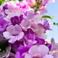 Creeper Vine Flowering Plants Combo Pack of 4 (Rangoon Creeper, Garlic Vine, Bridal Bouquet & Manimulla)