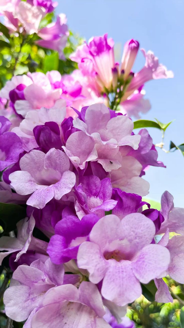 Creeper Vine Flowering Plants Combo Pack of 4 (Rangoon Creeper, Garlic Vine, Bridal Bouquet & Manimulla)