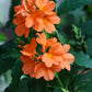 Flowering Plants Combo Pack of 4 (Fire Cracker, Son Champa, Hydrangea & Garlic Vine)