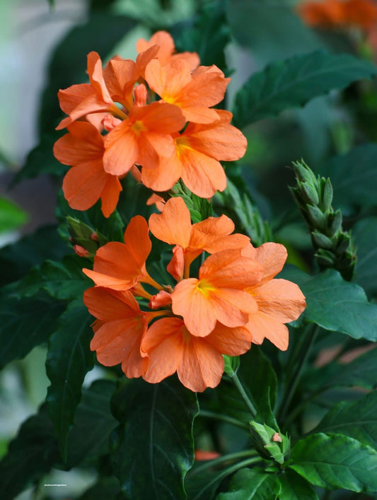 Flowering Plants Combo Pack of 4 (Fire Cracker, Manimulla, Bougainvillea & Garlic Vine)