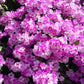 Creeper Vine Flowering Plants Combo Pack of 4 (Rangoon Creeper, Garlic Vine, Bridal Bouquet & Manimulla)