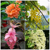 Flowering Plants Combo Pack of 4 (Fire Cracker, Medinilla, Cassia Fistula & Manimulla)