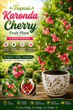 Karonda Cherry / (Carissa carandas) Tropical  Fruit Plant