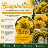 Bougainvillea Flower Plant - Yellow