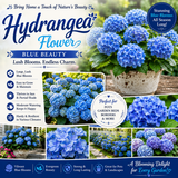 Hydrangea Flower Plant - Blue