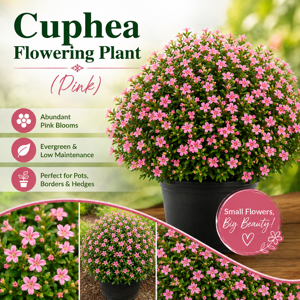 Cuphea Flowering Plant - Pink