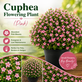 Cuphea Flowering Plant - Pink