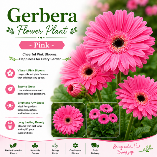 Gerbera Flower Plant - Pink