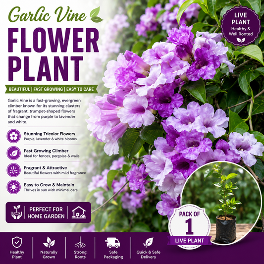 Garlic Vine Creeper Live Plant (Mansoa alliacea) Fragrant Flowering Climber Plant