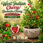 West Indian Cherry/Barbados Cherry Malpighia emarginata  Tropical  Fruit Layering Plant